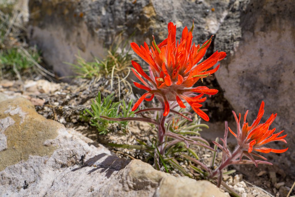 Blume Sommerwurz