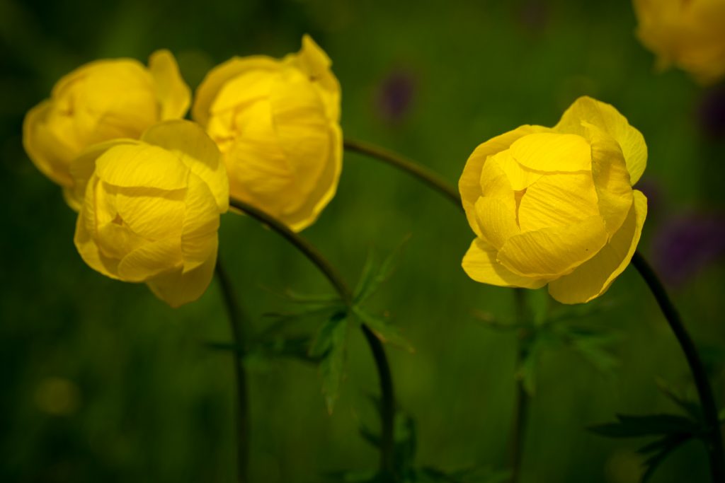 Trollblumen