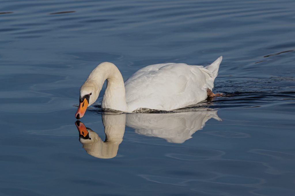 Spiegelbild