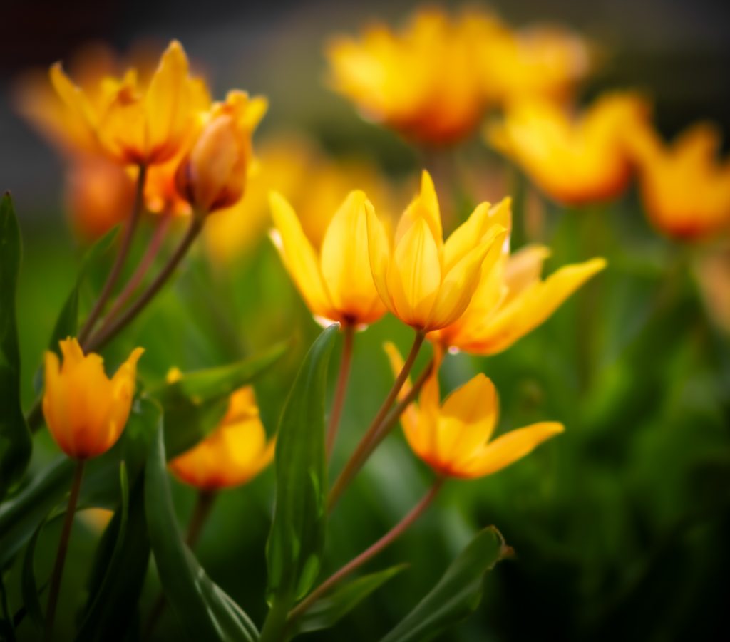 Bokeh