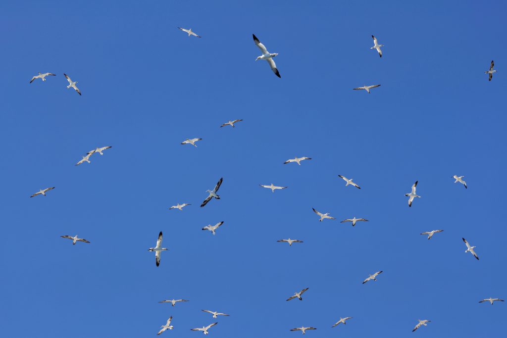 Himmel_voller_Vögel