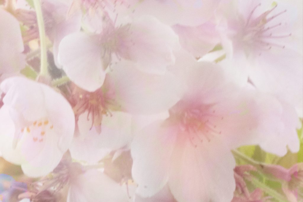 Kirschblüte