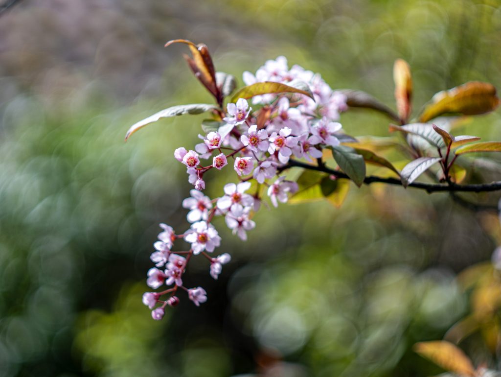 Baumblüte