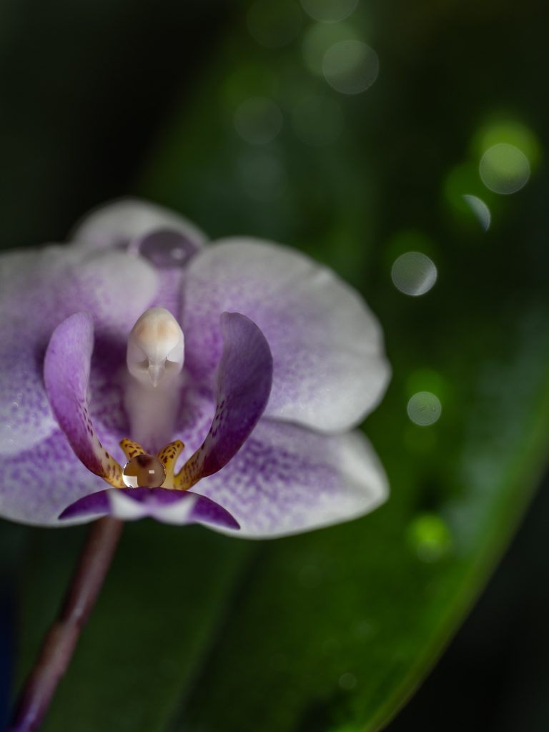 Orchidee mit Wassertropfen