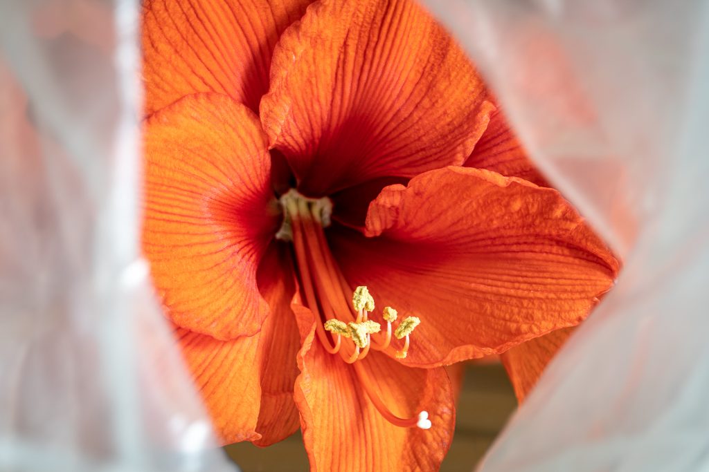 Amaryllis