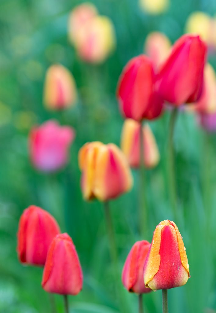 Tulpen mit Bokeh