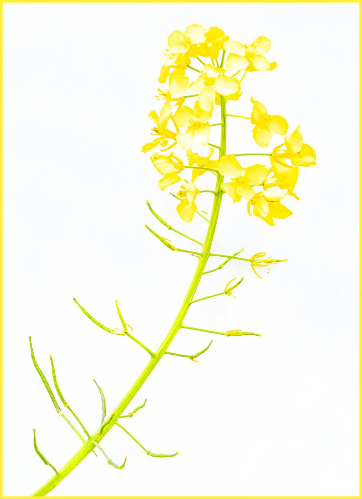 Rapsblüte überbelichtet