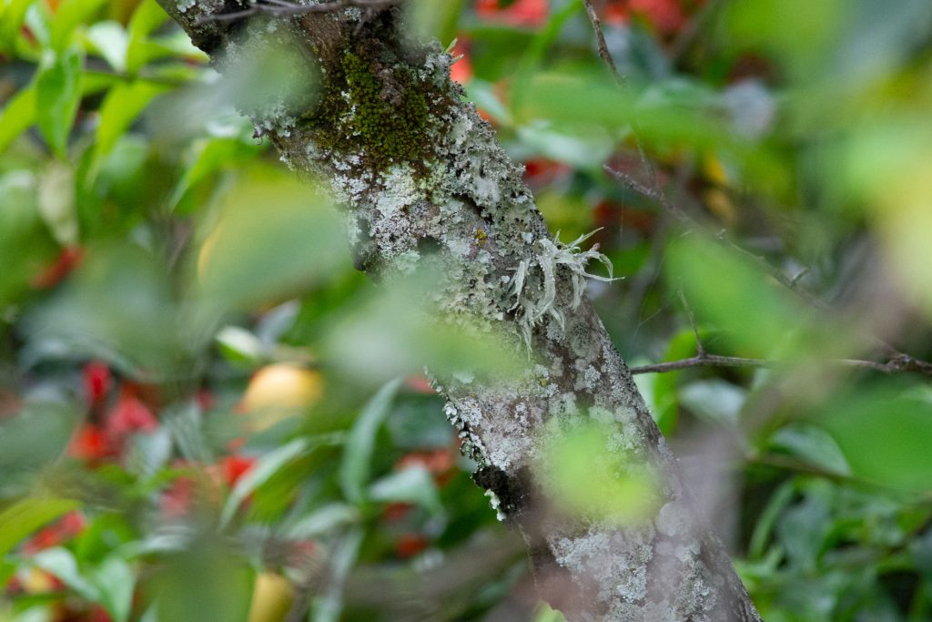 Flechten am Zitronenbaum