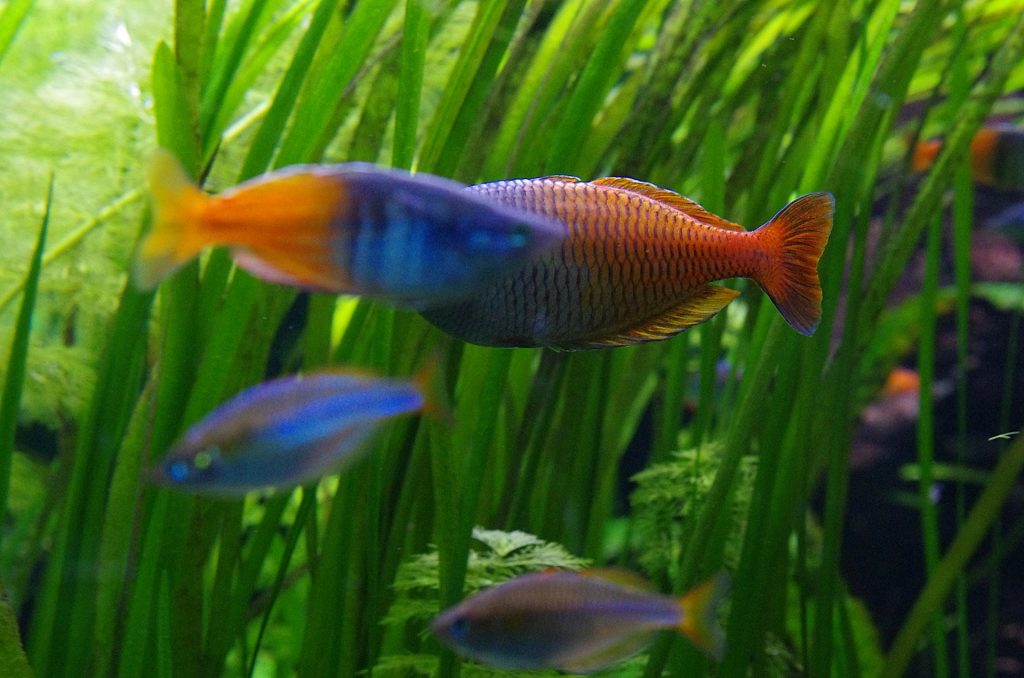 Fische, bunt verdeckt