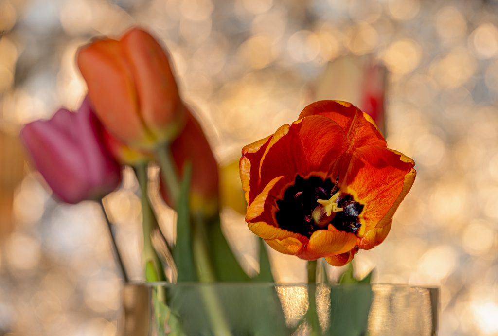 Tulpen Bokeh