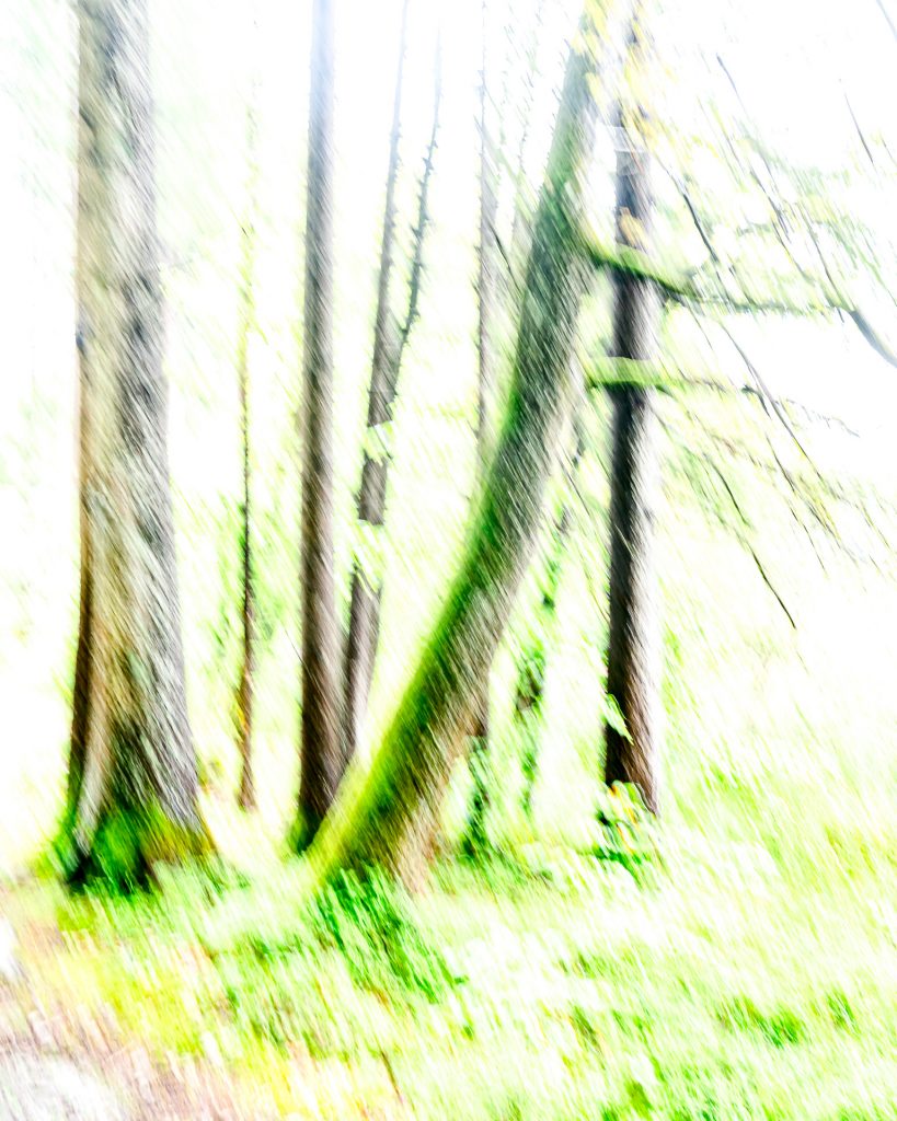 Am Thanninger Weiher - Intentional Camera Movement