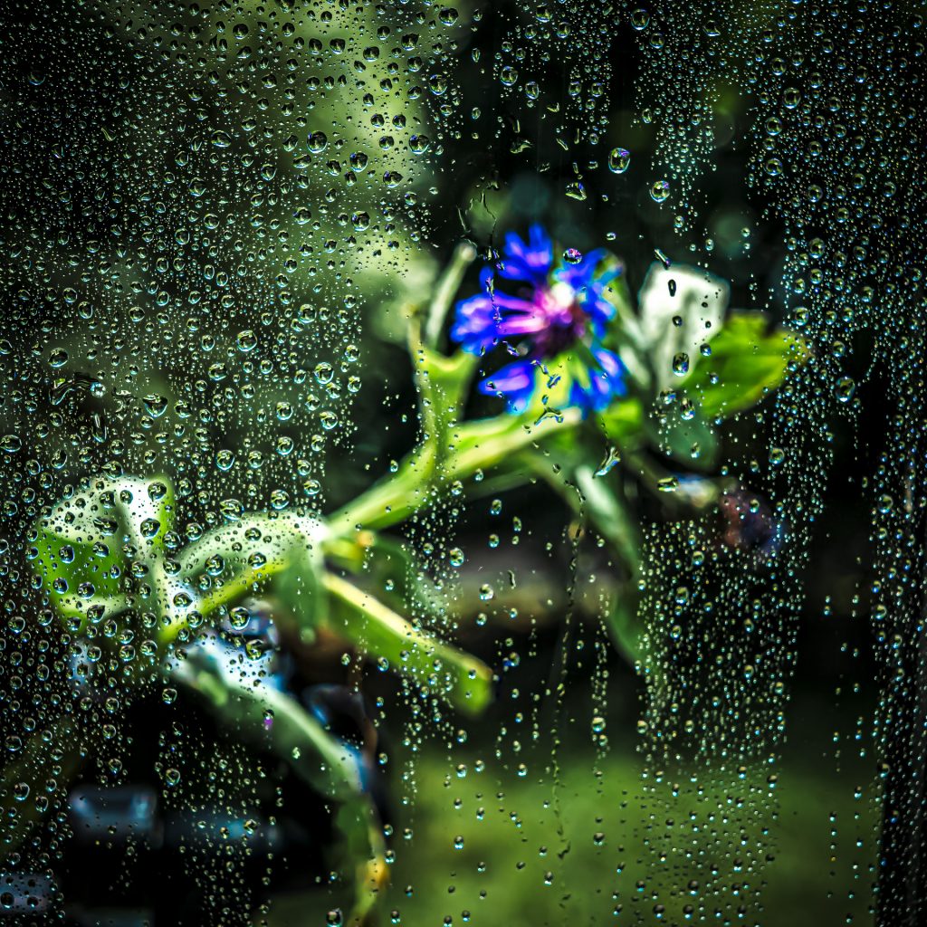 Kornblume im Garten vermutet