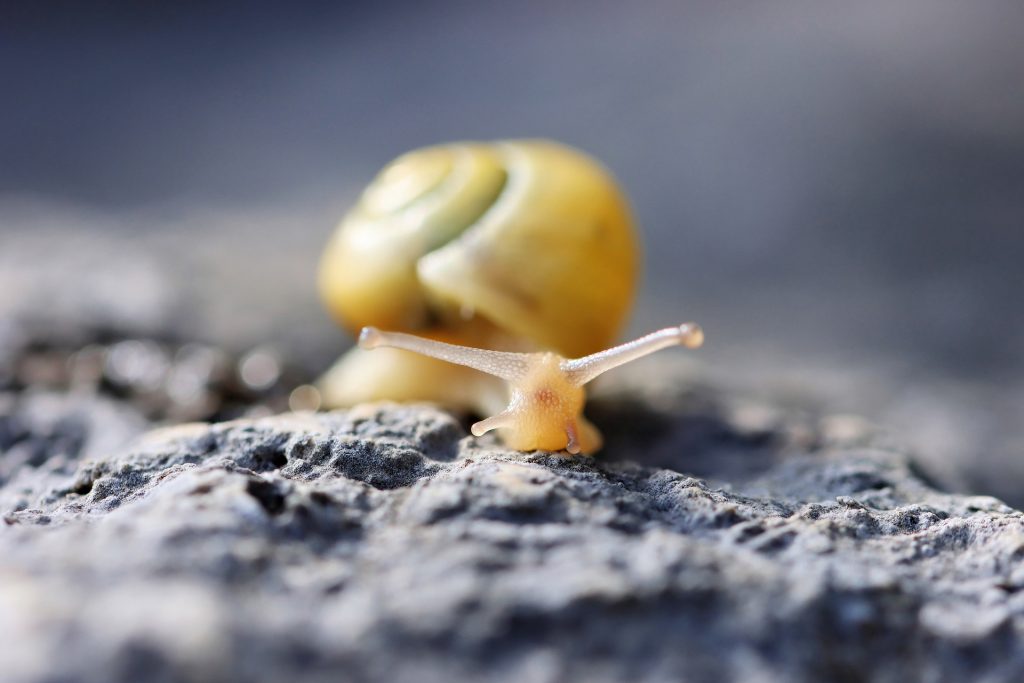 Schnecke