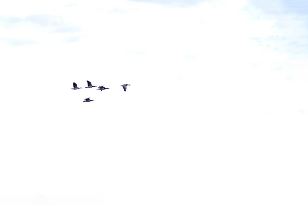 Nonnengänse im Flug