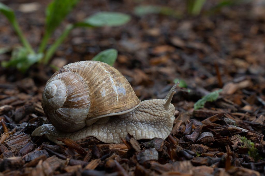 Schnecke hat es eilig