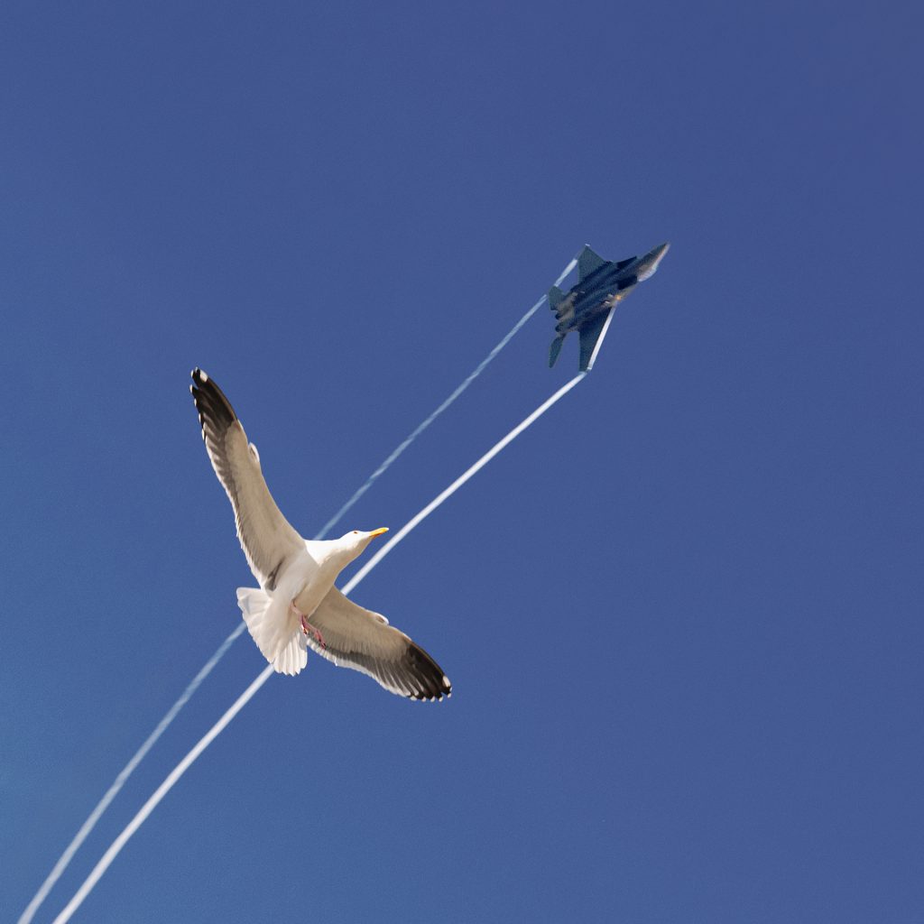 Wettfliegen