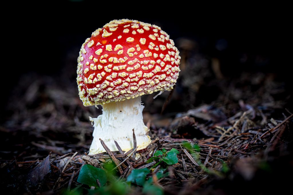 Rotkäppchen
