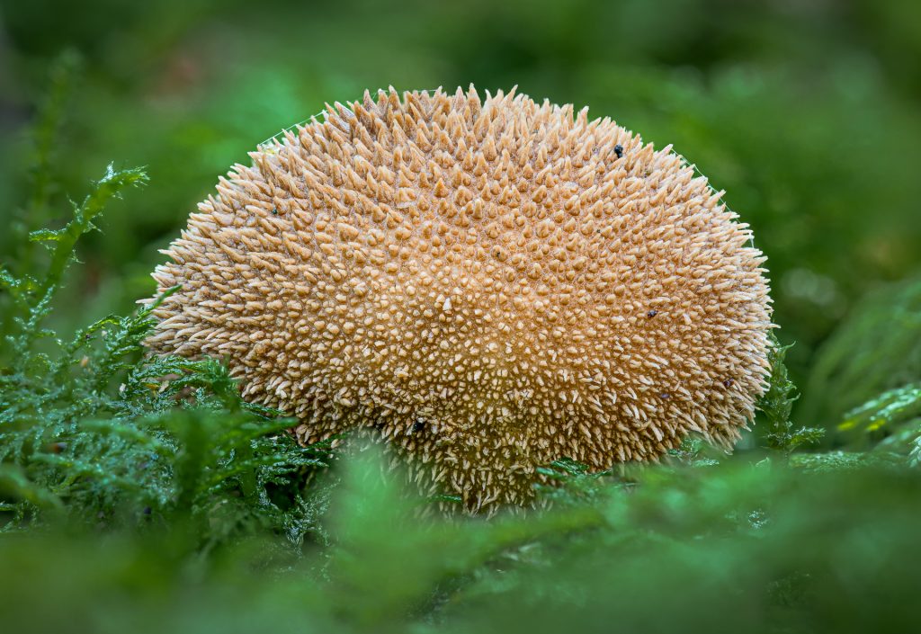Igel