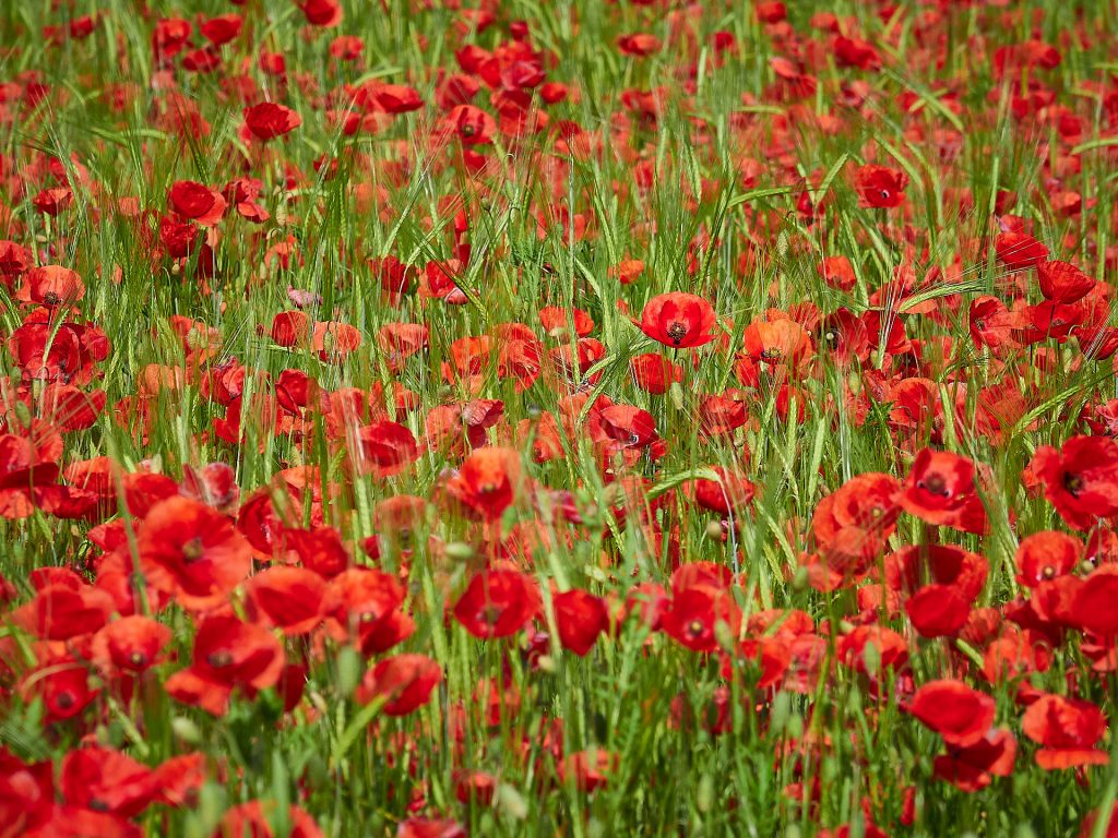 Mohnblume 2