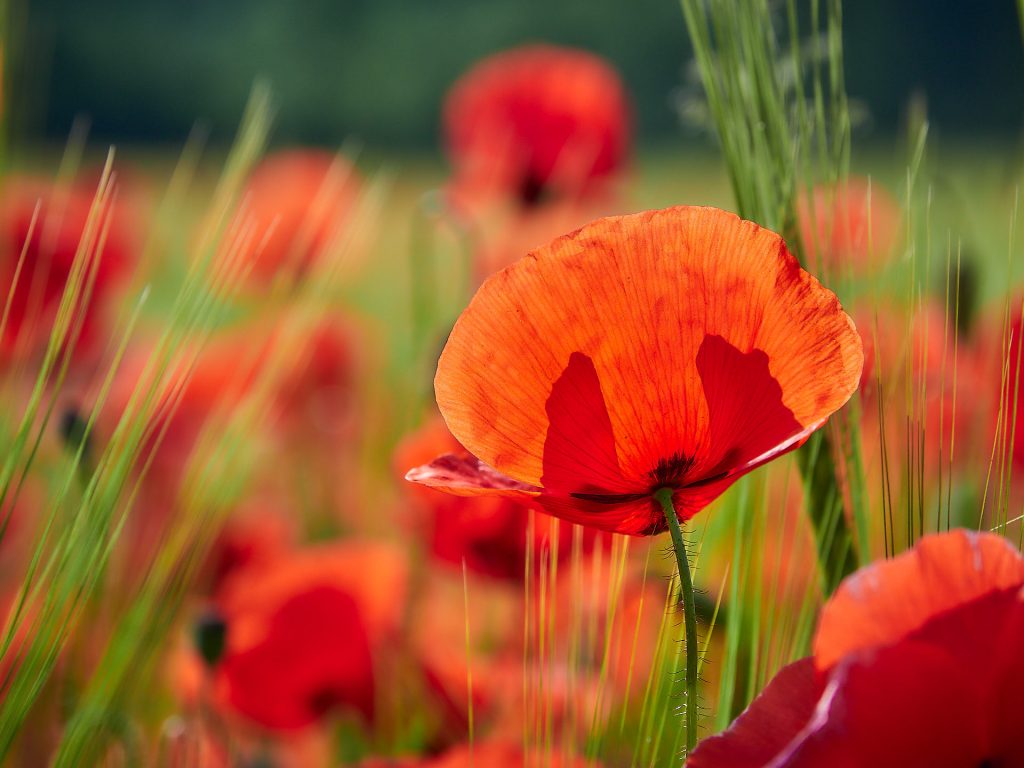 Mohnblume