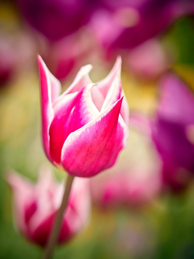 Tulpe