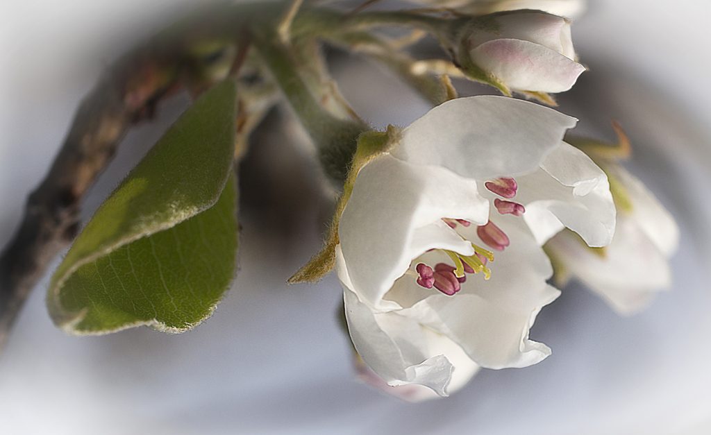 Apfelblüte