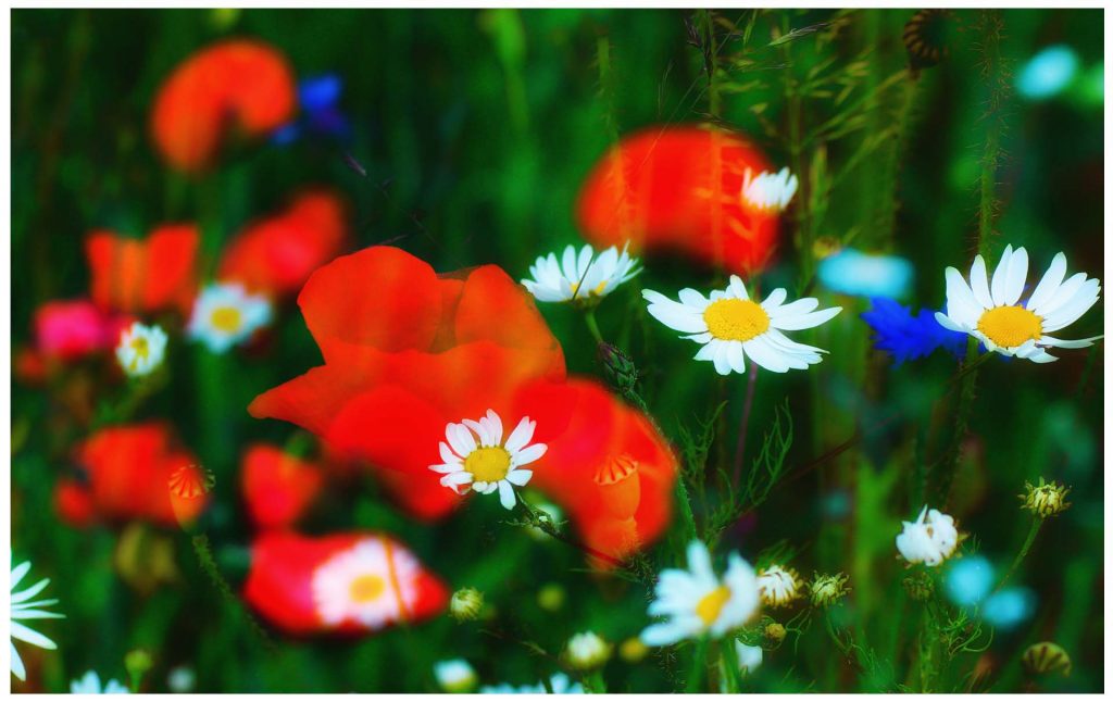 Sommerwiese