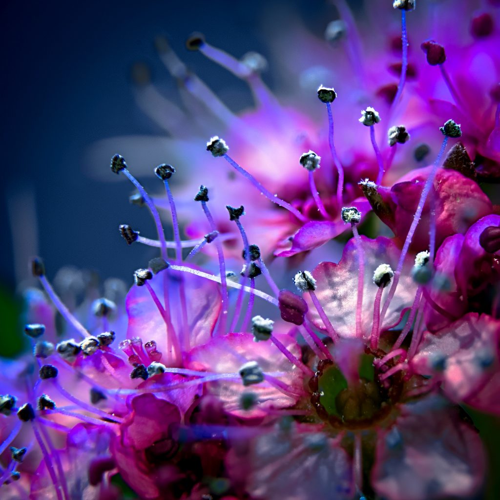 Tentakeln in Blau-Lila-Lavendel