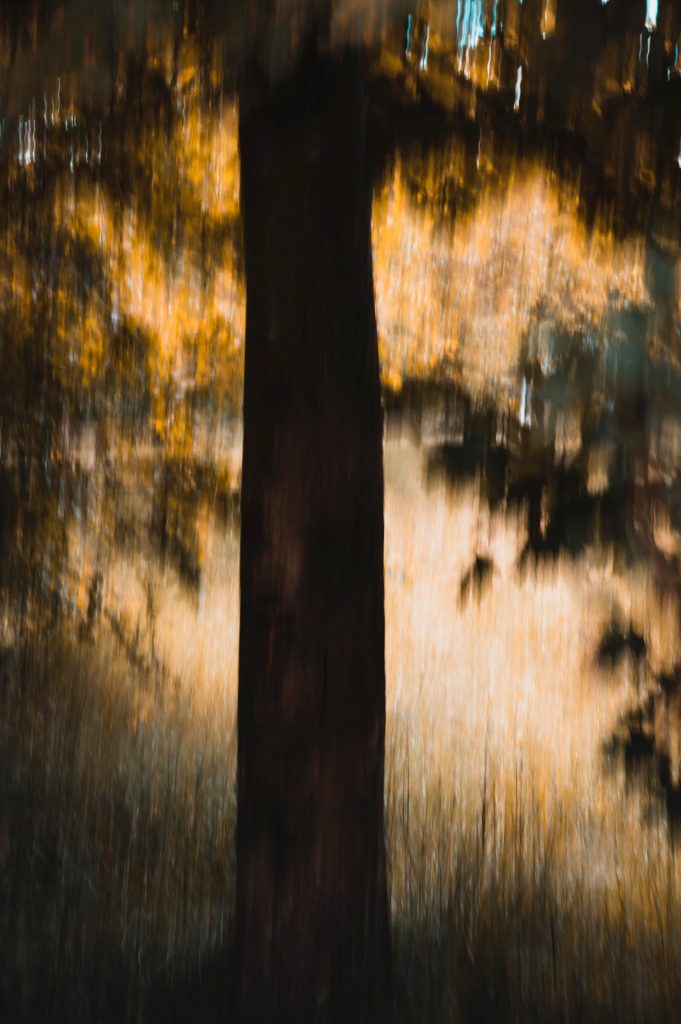 Herbstlicht