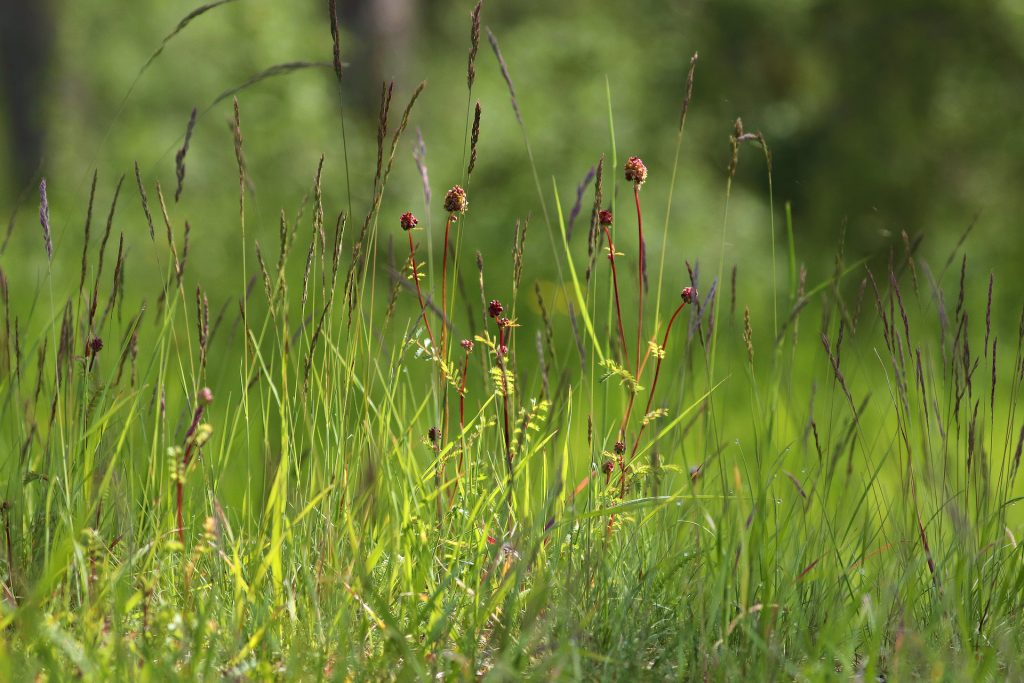 Großes Rasenstück mit Kleinem Wiesenknopf