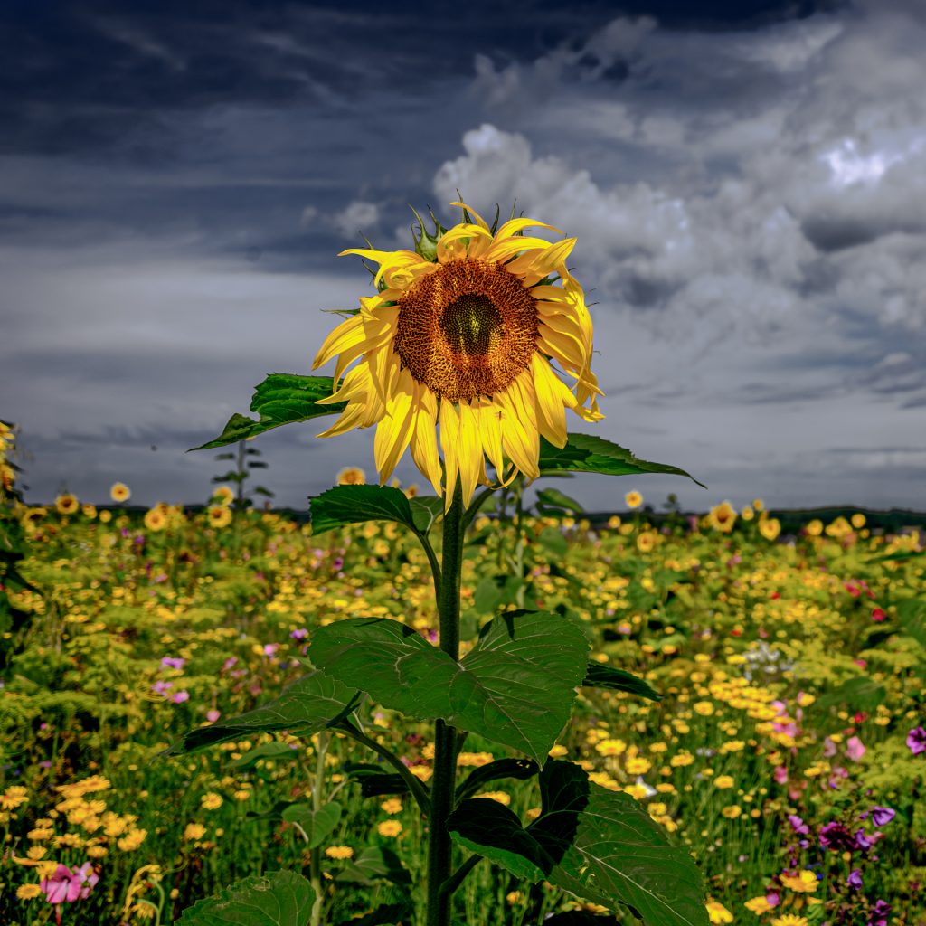 Sonnenblume