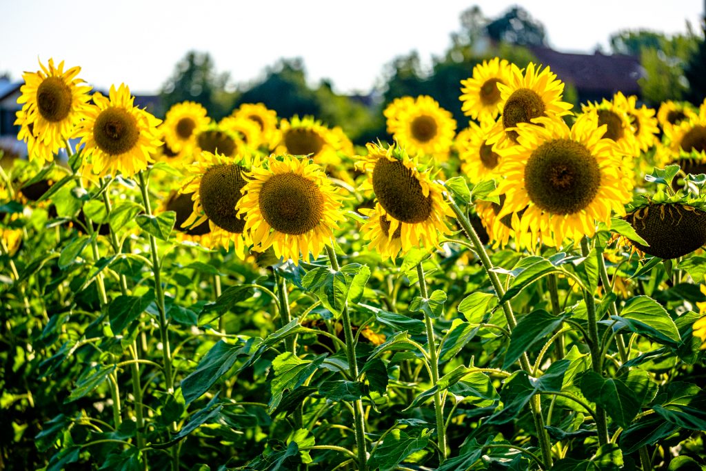Sonnenblumenfeld