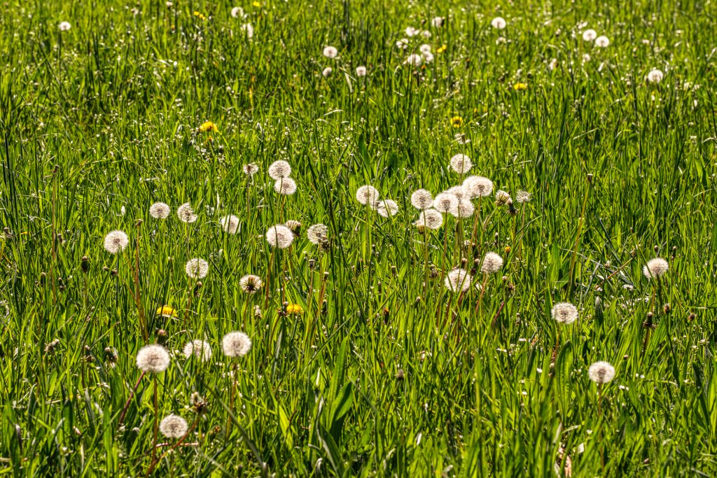 Löwenzahn - Pusteblumen