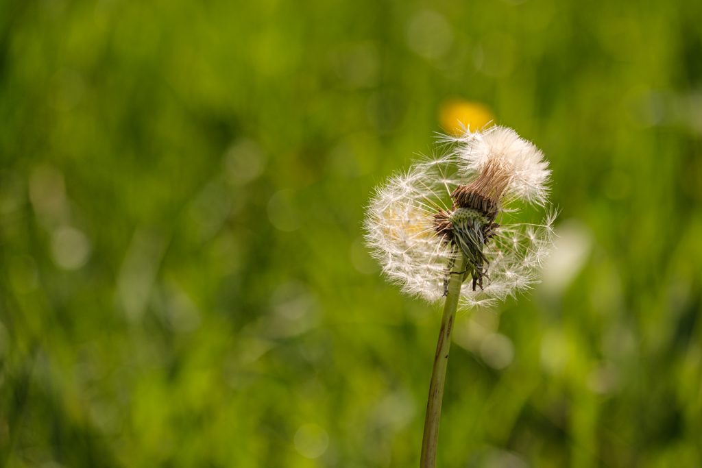Pusteblume