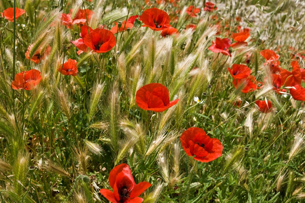 Klatschmohn im Getreide