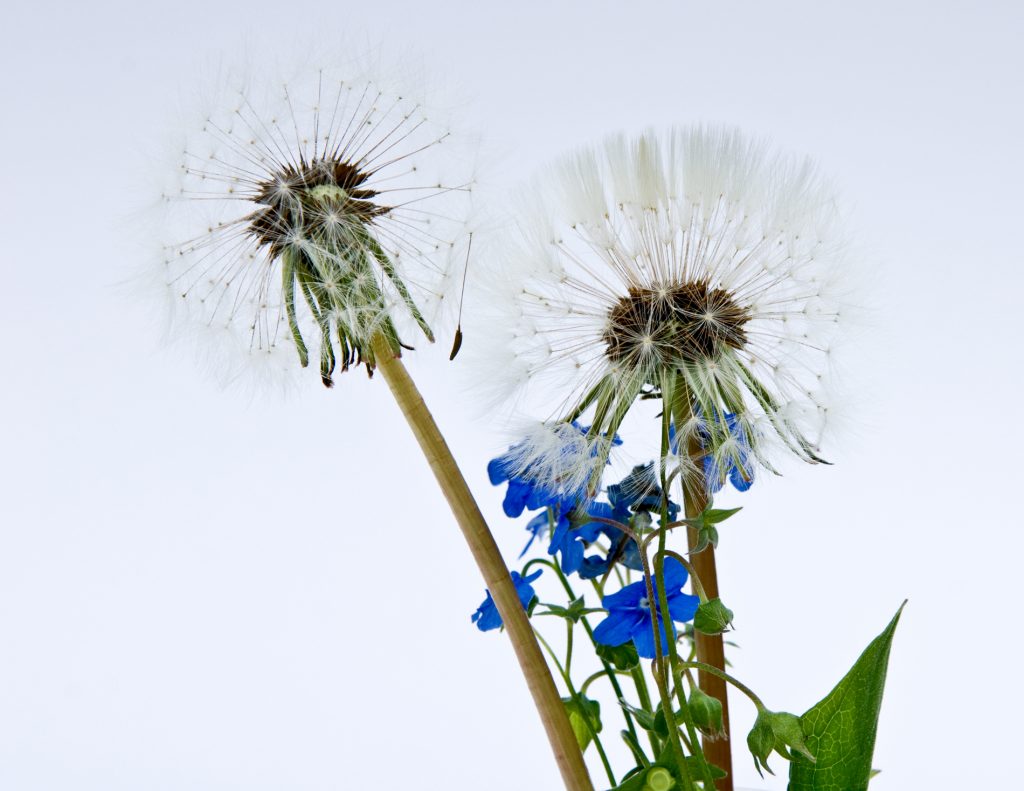Löwenzahnpusteblume vereint mit Vergißmeinicht