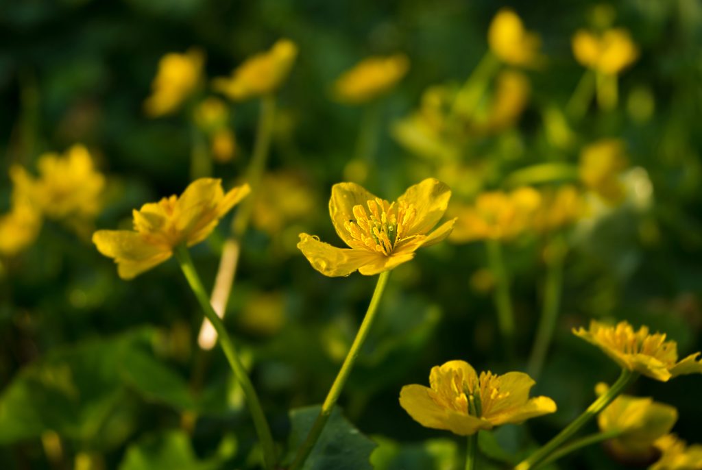 Dotterblumen