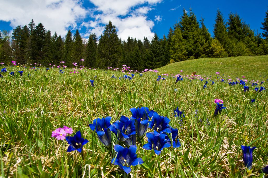 Enzianwiese bei Klais