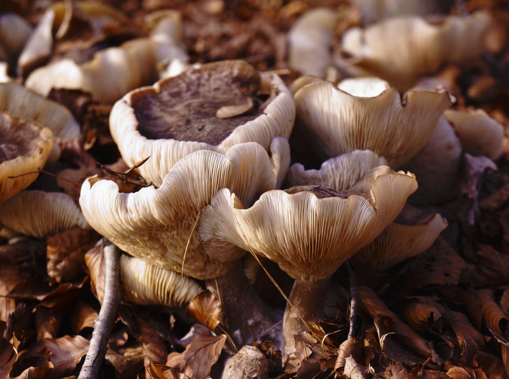 Pilze_1