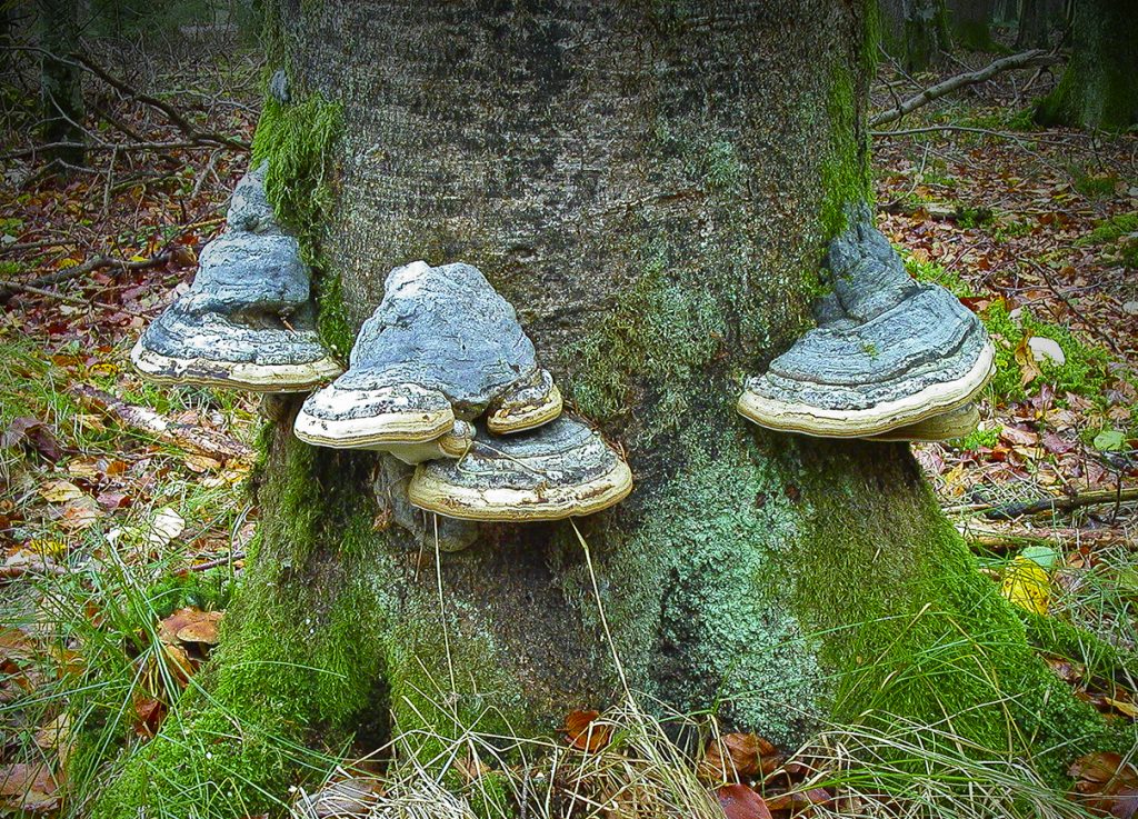 Baumpilze