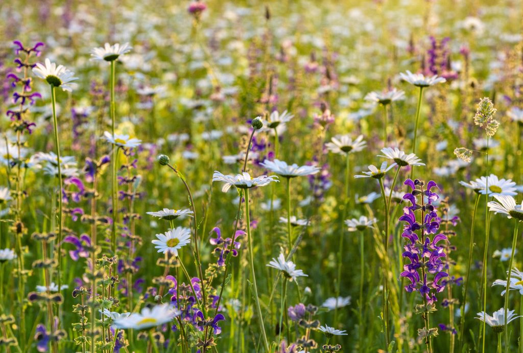 Sommerwiese