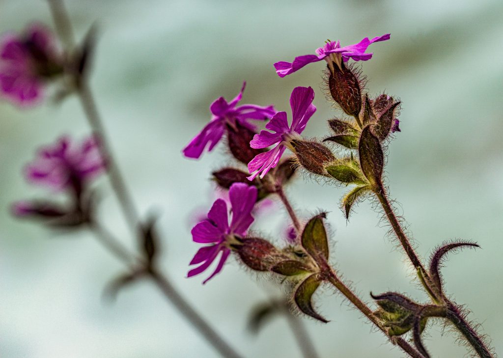 rote Lichtnelke
