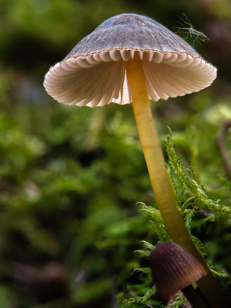 Pilze 2