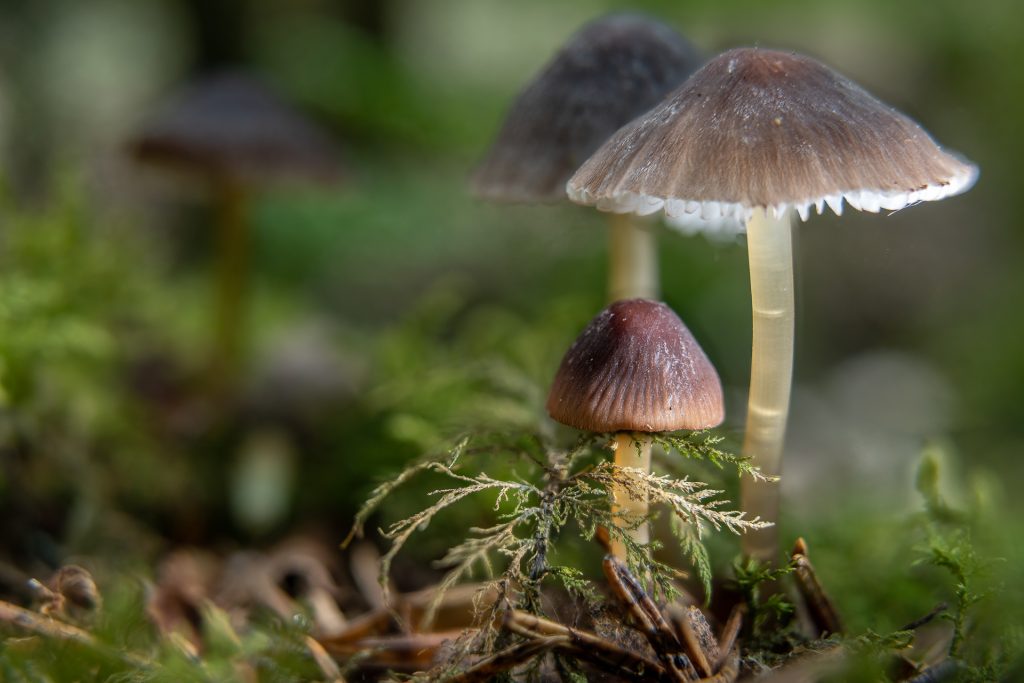 Pilze 3