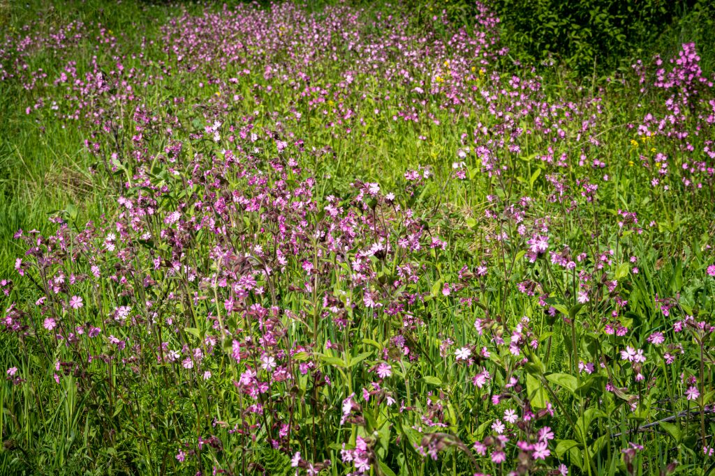 Nelkenwiese