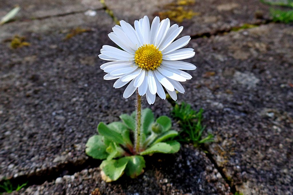 Gänseblümchen in Stein