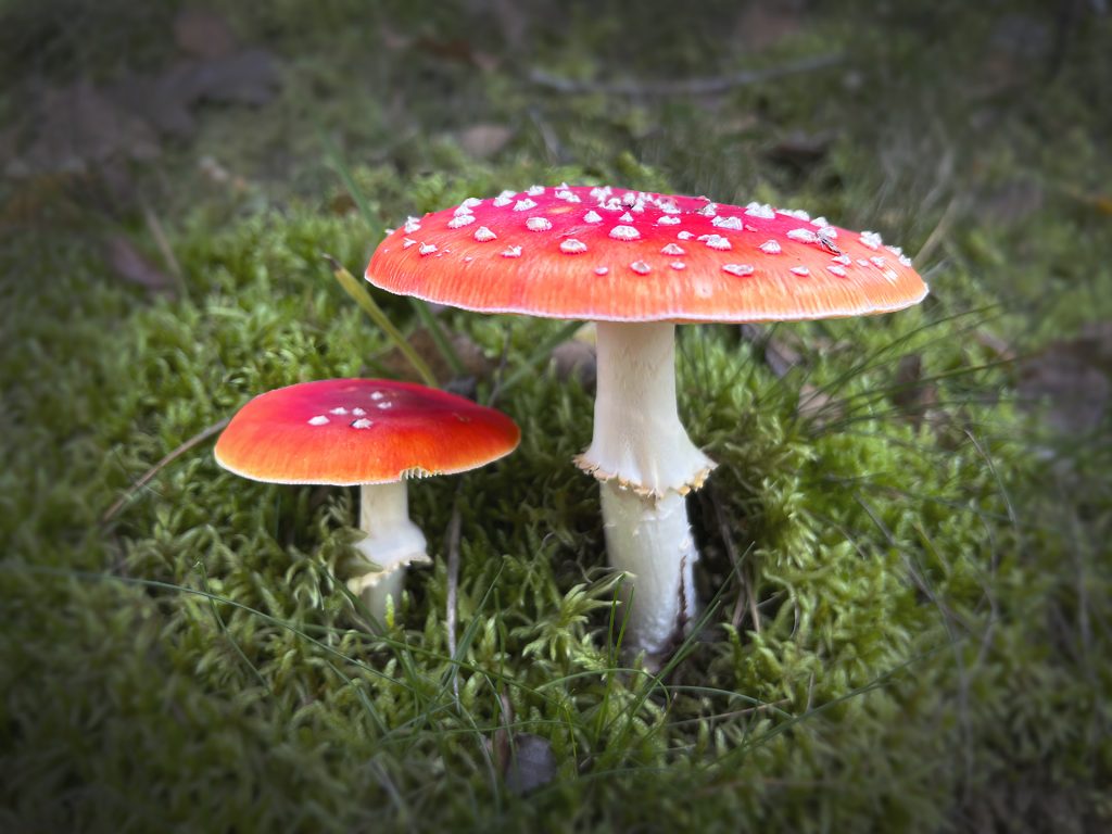 Fliegenpilze