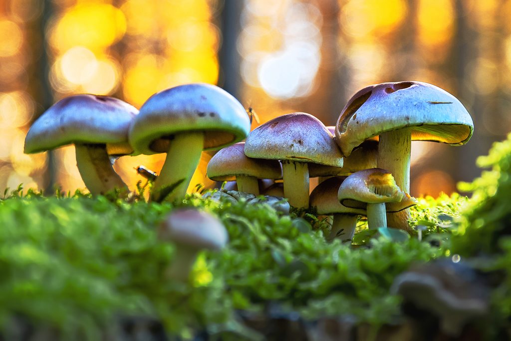 Pilze im Herbstwald am Egglburger See