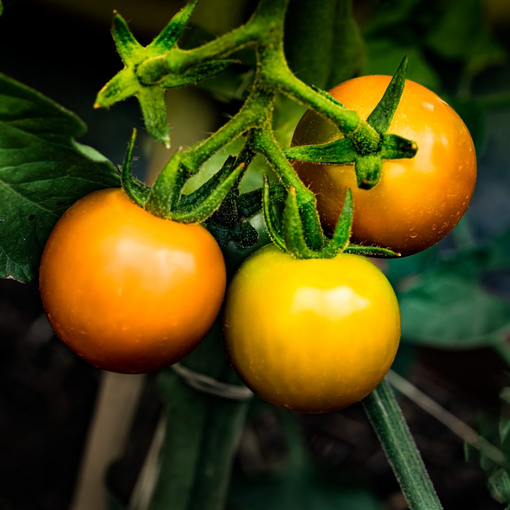 Tomaten
