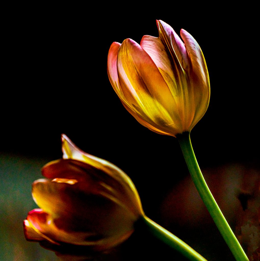 Die letzten Tulpen